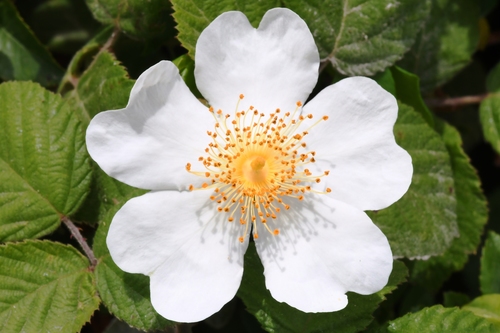 Rose True