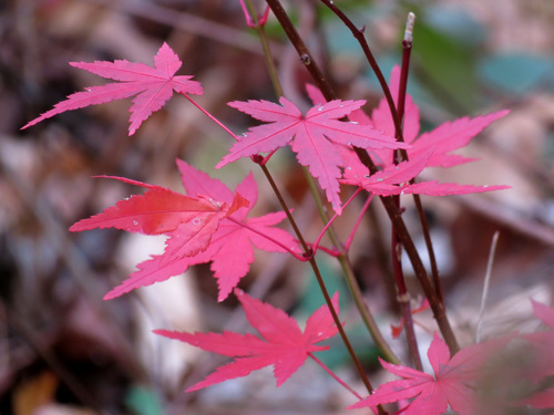 Coral Bark Japanese Maple