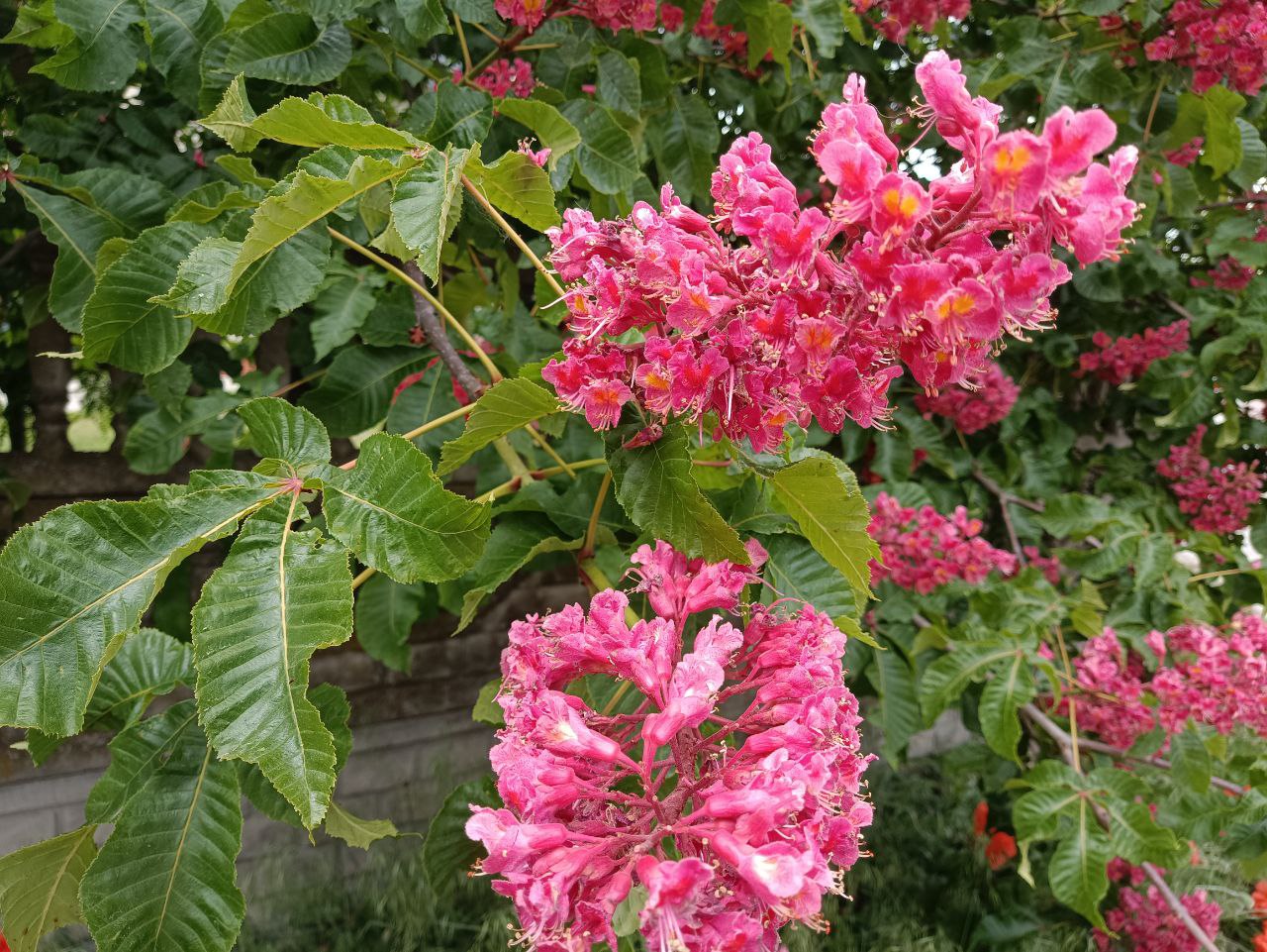 Fort McNair Red Horsechestnut