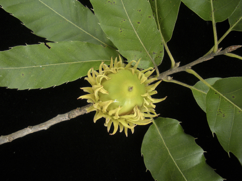 Sawtooth Oak