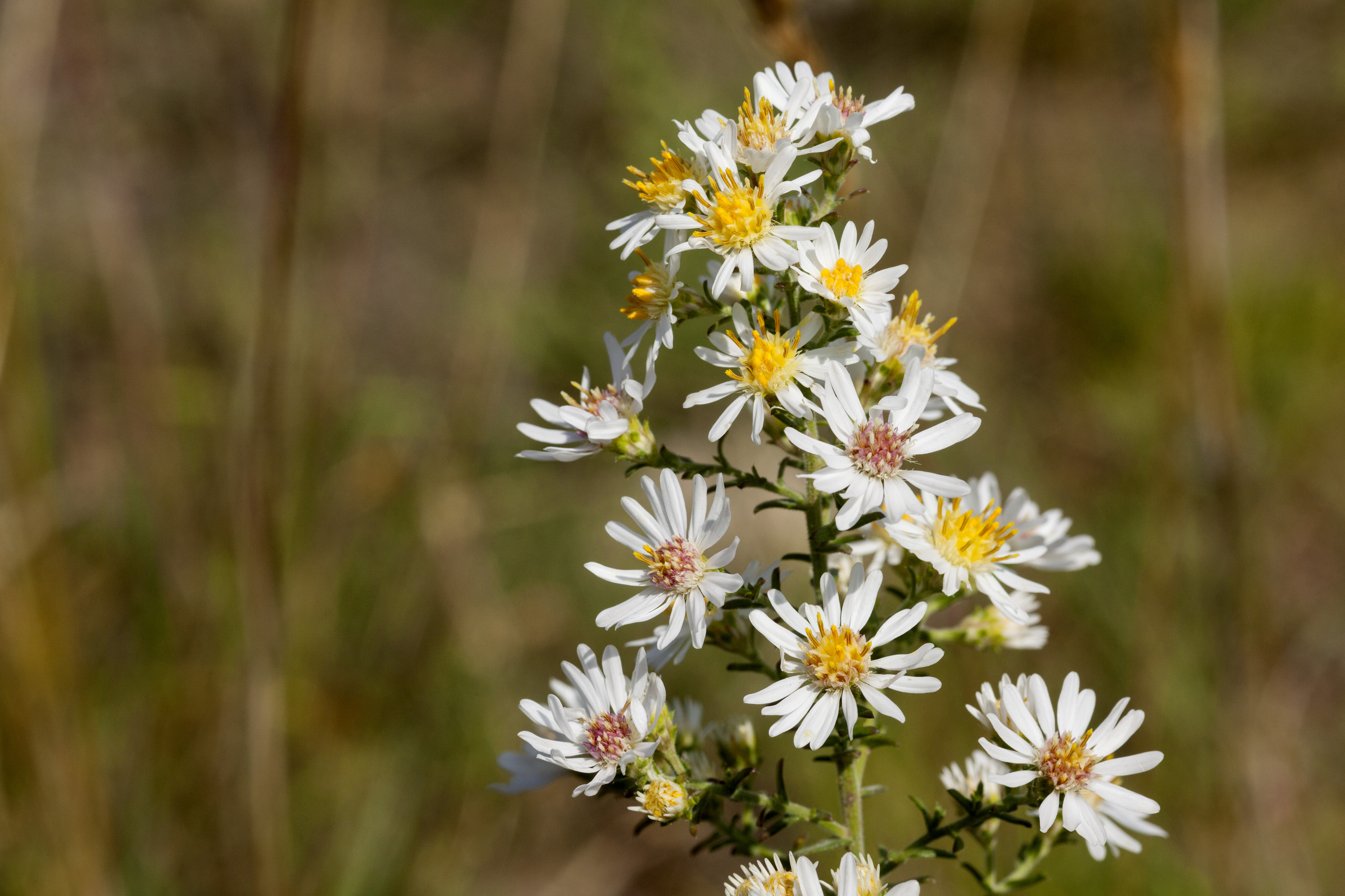 Blue Wood Aster