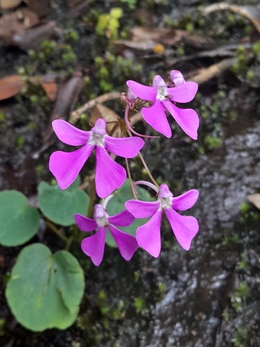 New Guinea Impatiens True