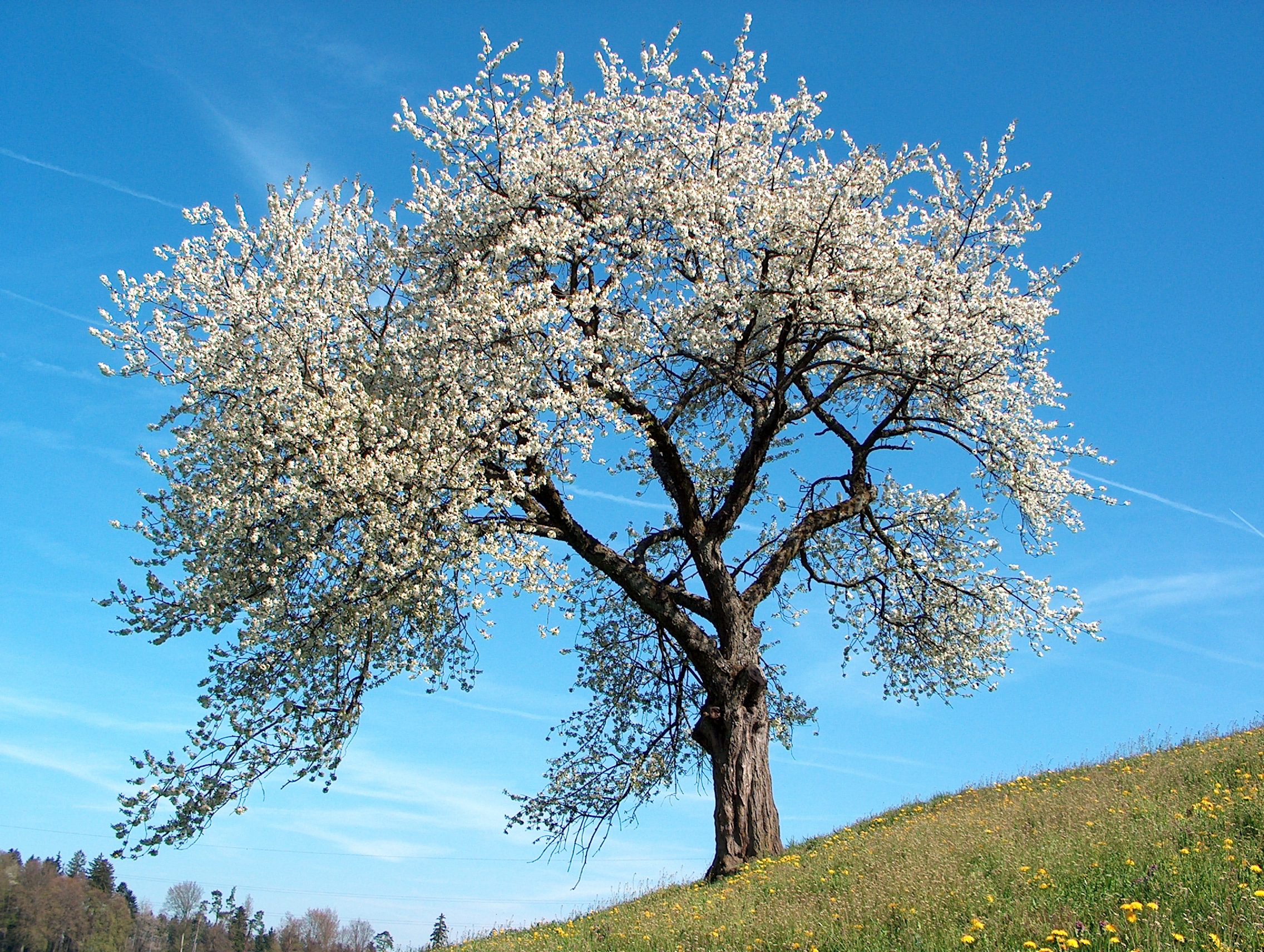 Flowering Yoshino Cherry