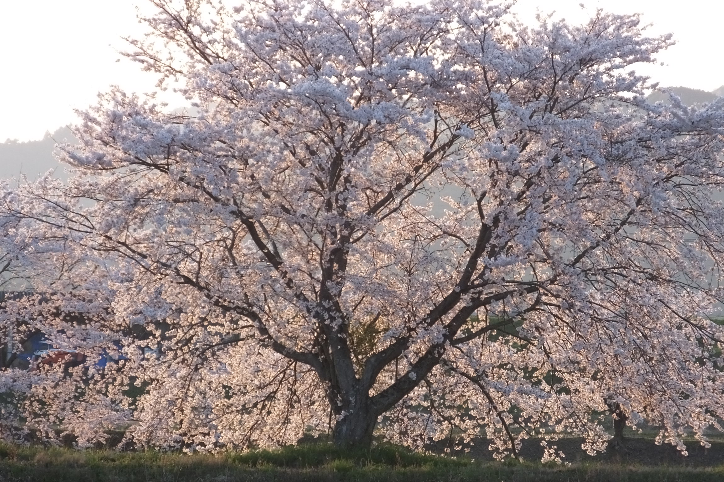 Flowering Yoshino Cherry