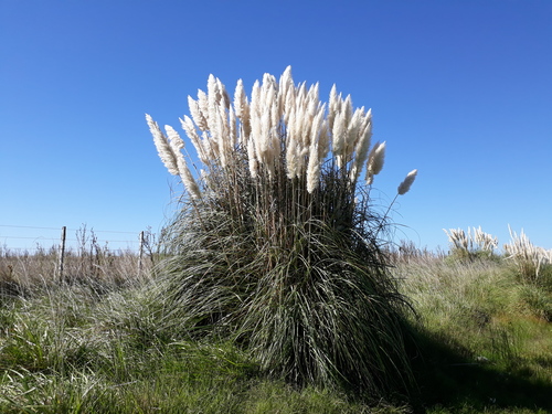 Dwarf Pampas Grass