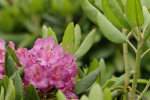 Catawba Rhododendron