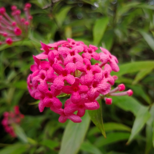 Panama Rose