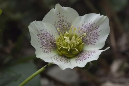 Lenten Rose