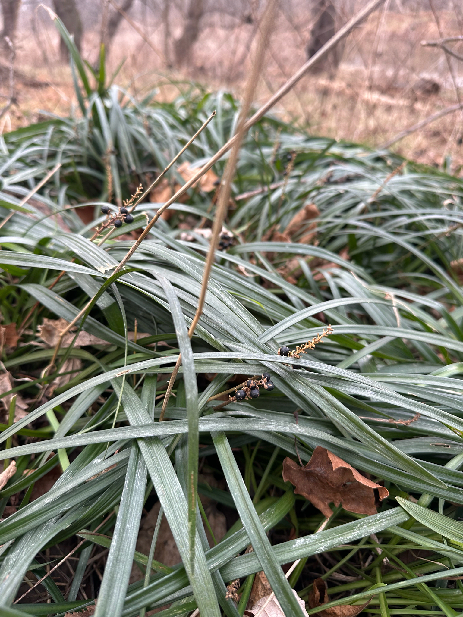 White Lilyturf