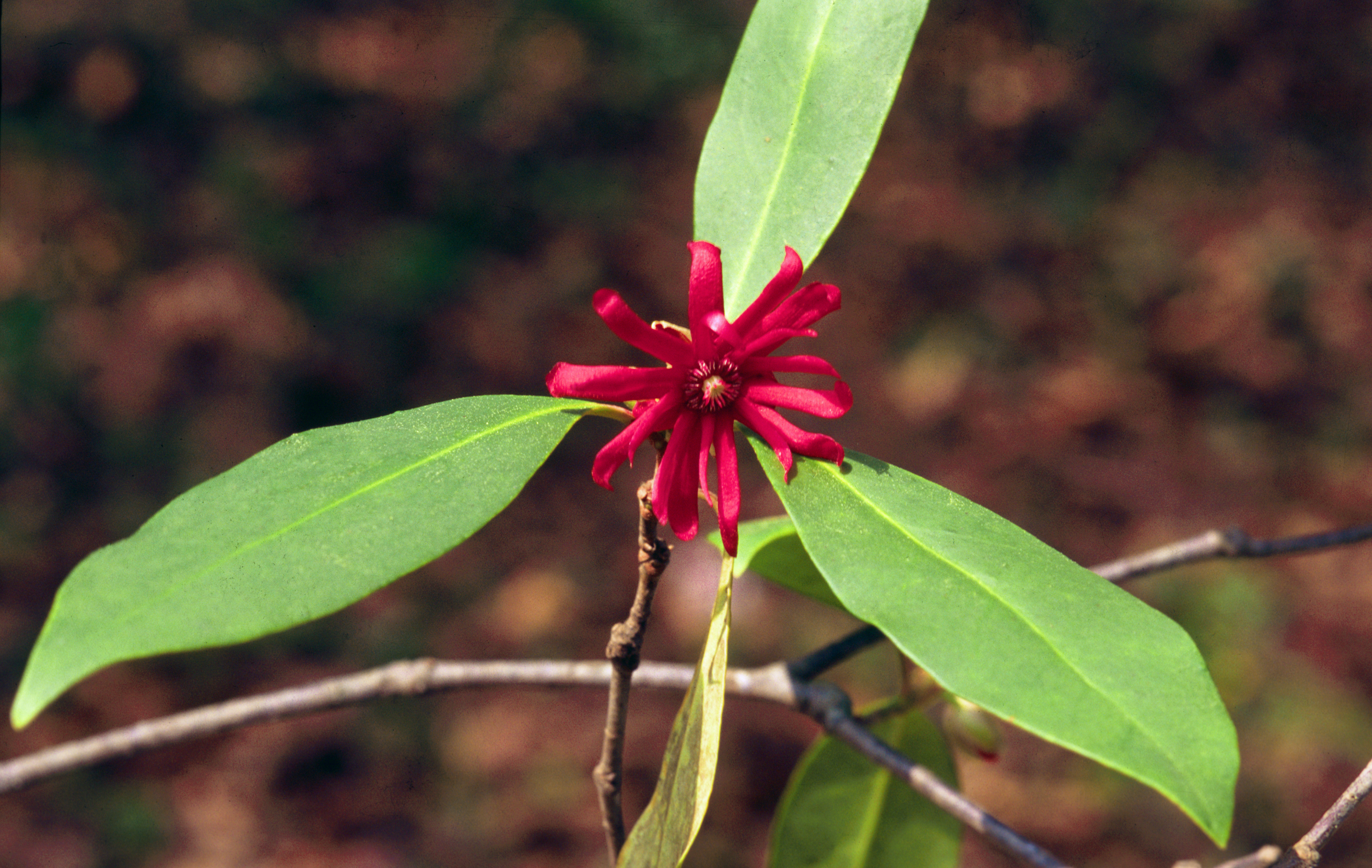 Anise Shrub 'Halley's Comet'
