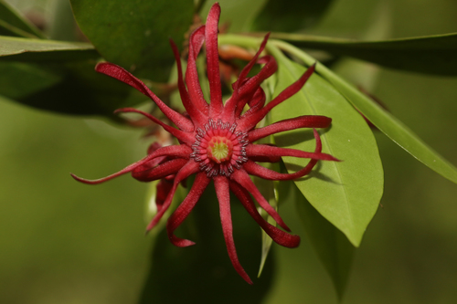Anise Shrub 'Halley's Comet'
