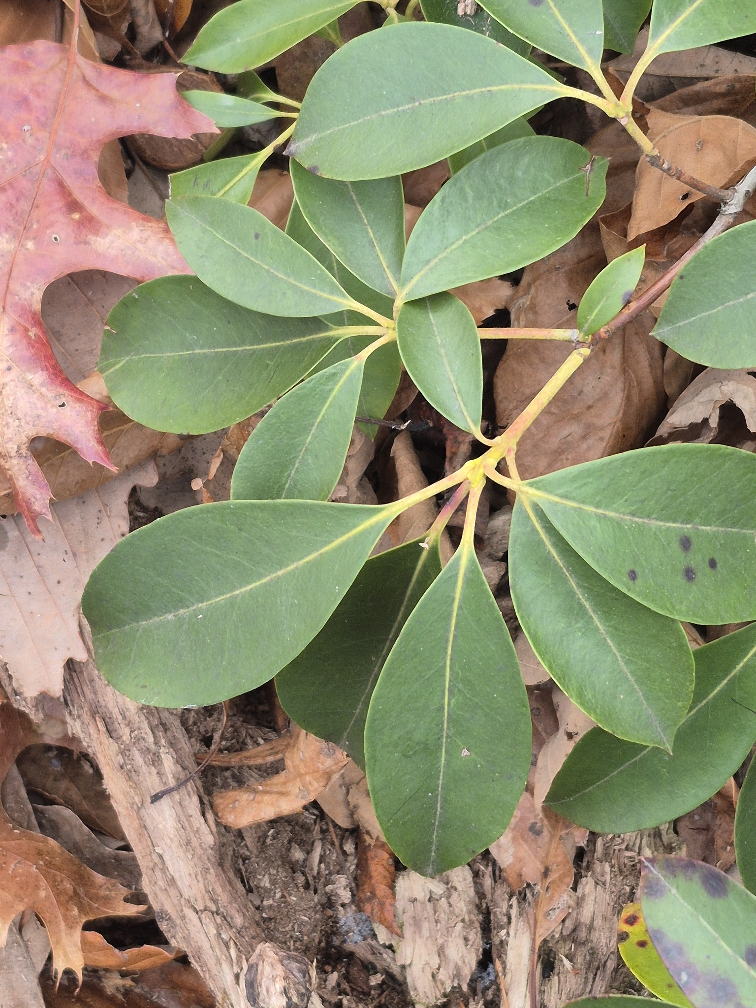 Mountain Laurel