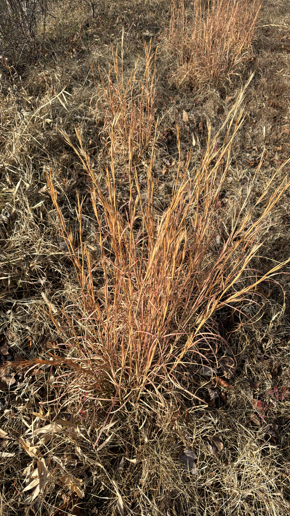 Little Bluestem Grass 'The Blues'