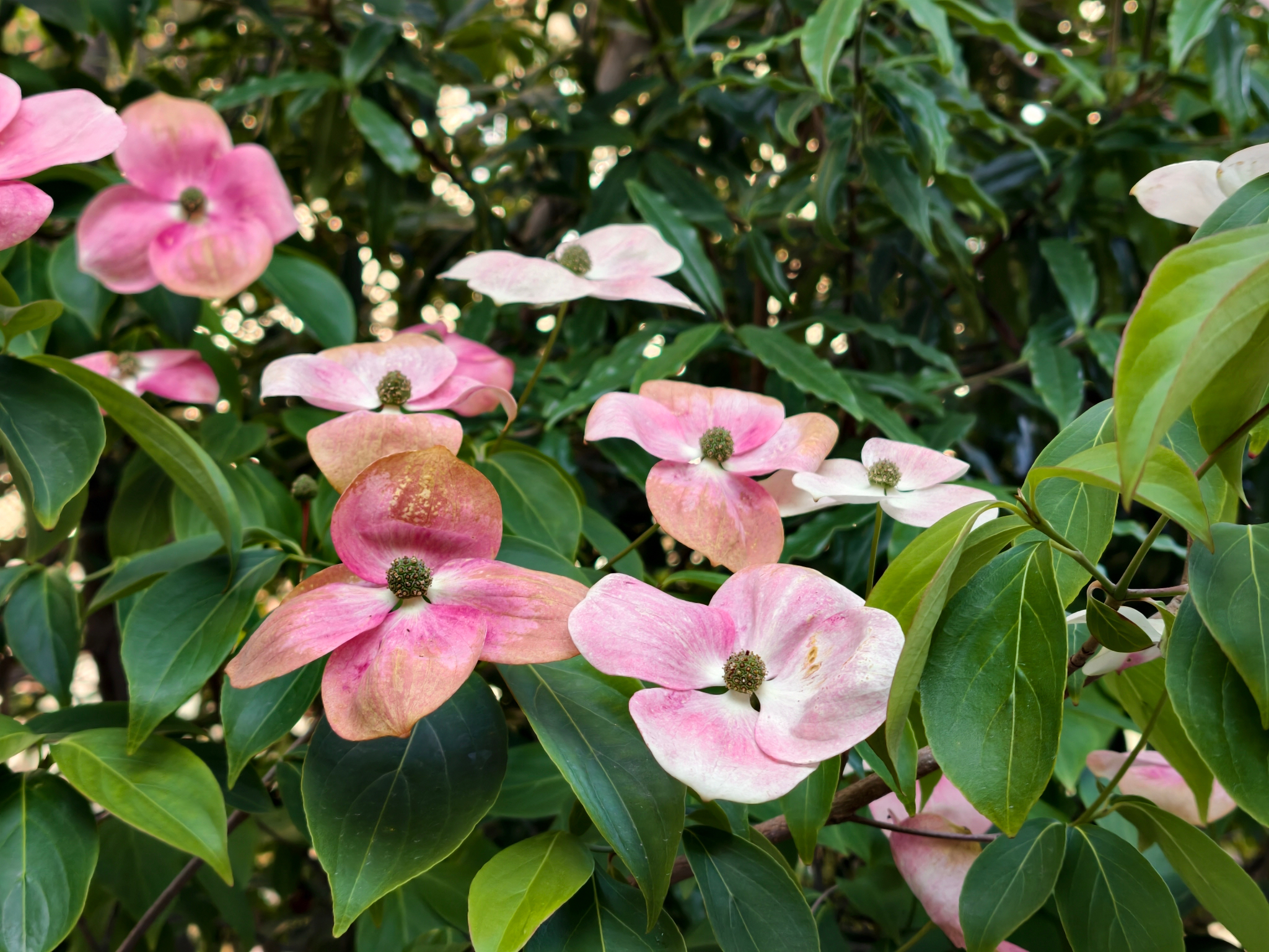 Jersey Star Venus Dogwood