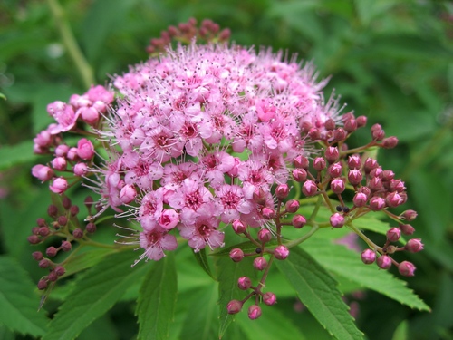 Japanese Spirea