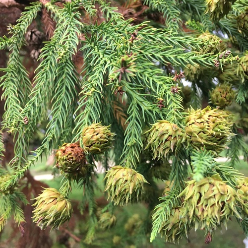 Japanese Cedar