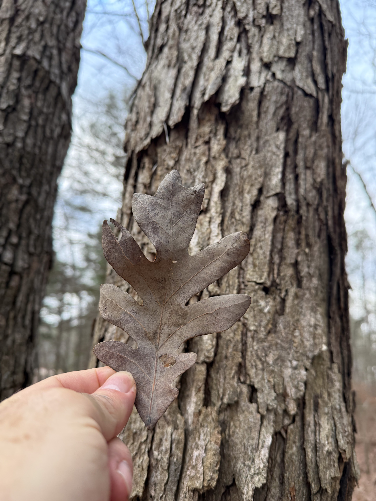 White Oak