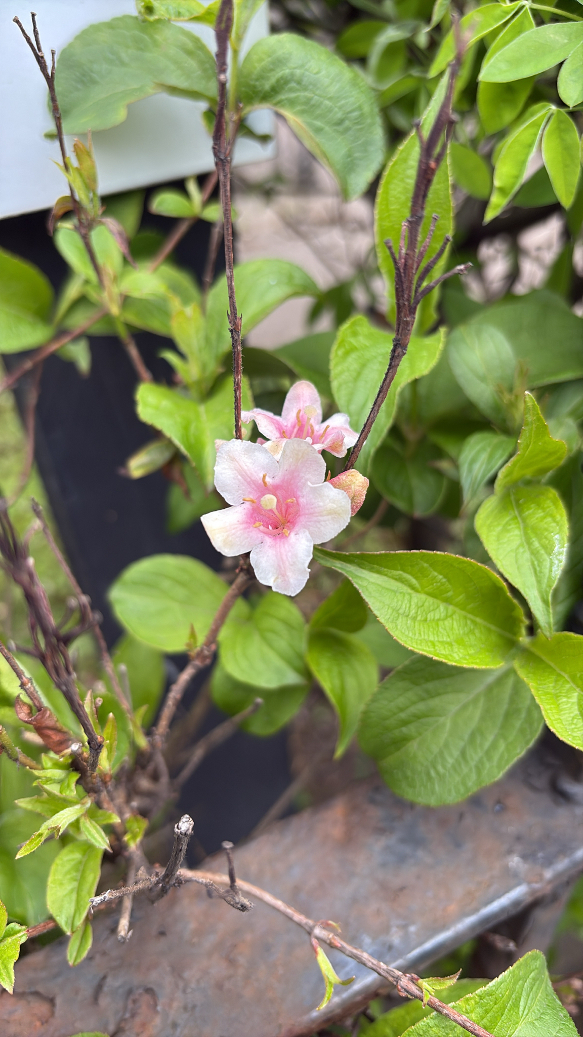Proven Winners Spilled Wine® Weigela