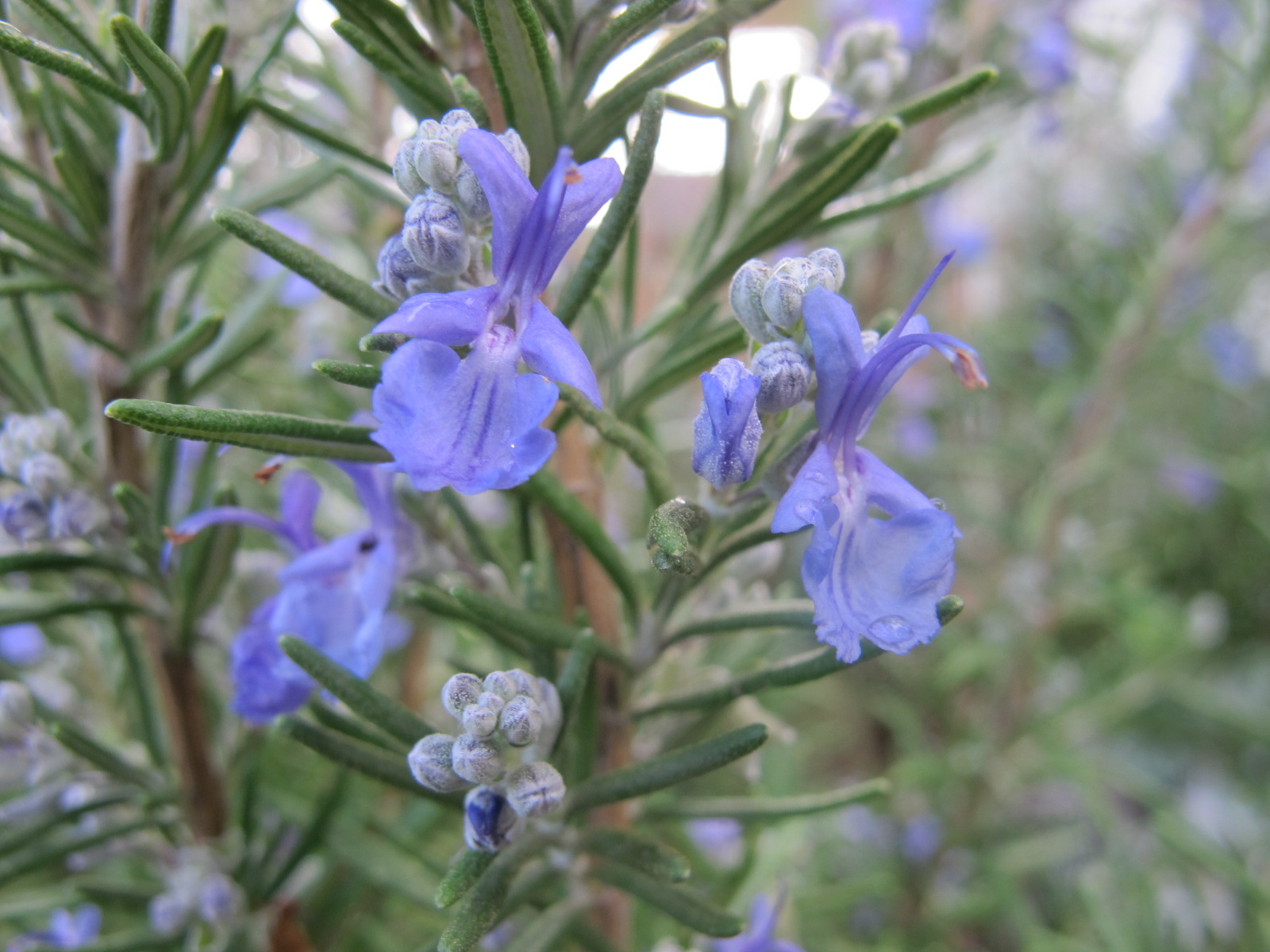Creeping Rosemary