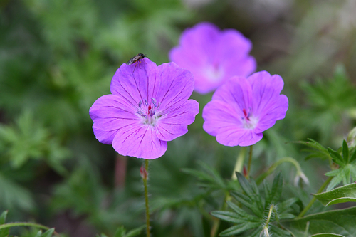 Cranesbill 'Max Frei'