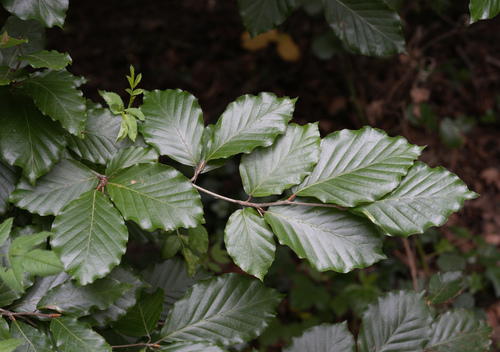 Tricolor European Beech