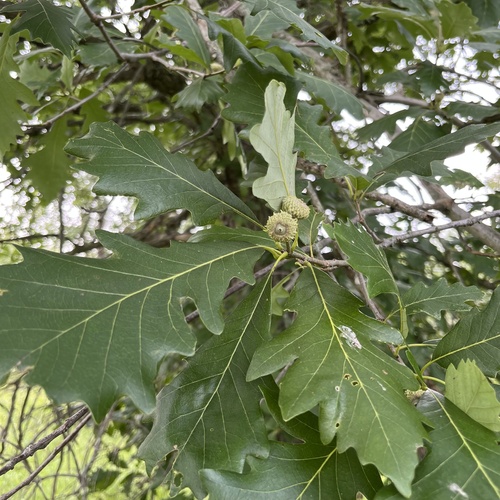 Swamp White Oak