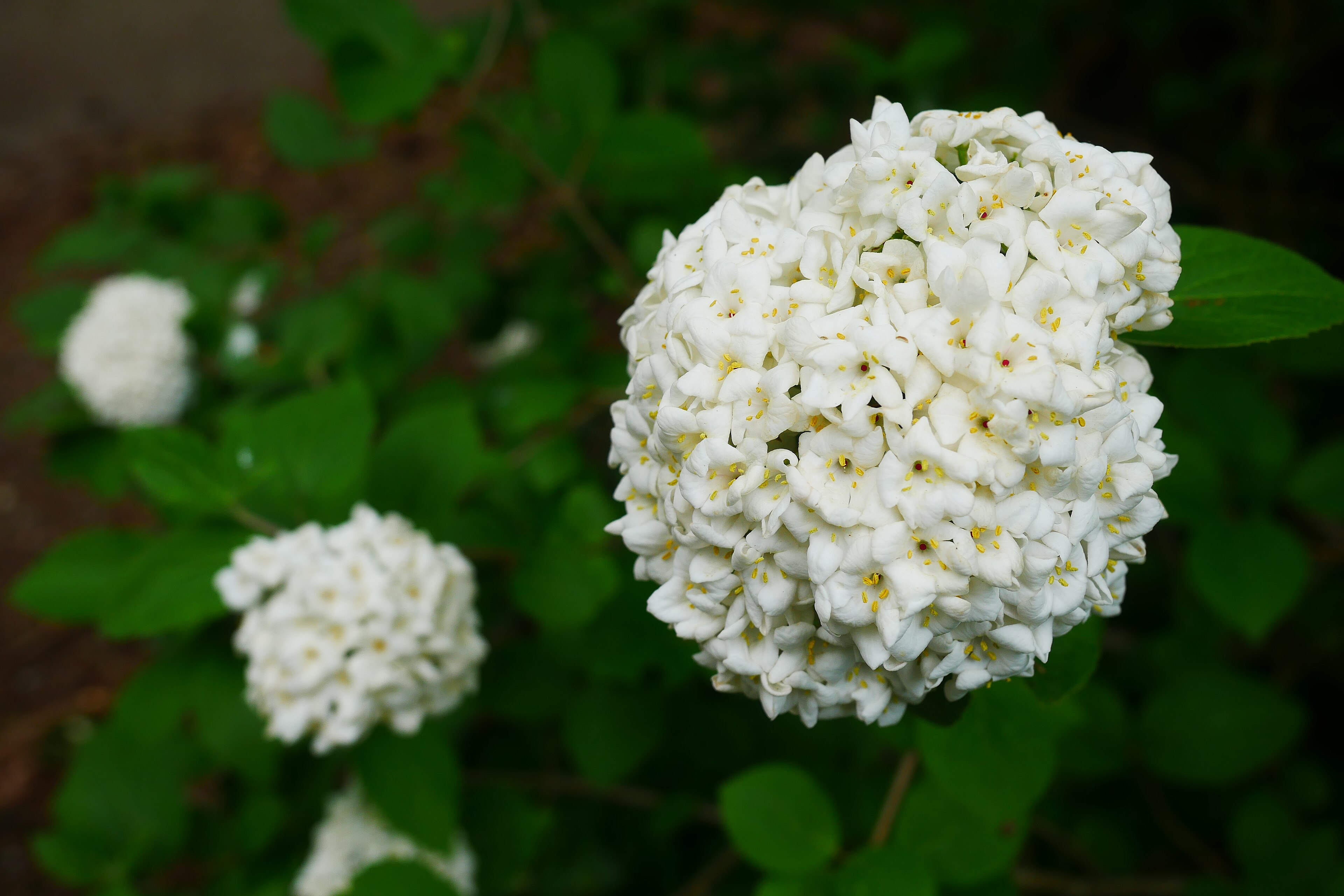 Proven Winners Koreanspice Viburnum True