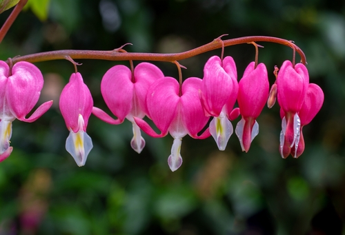Bleeding Heart 'Alba'