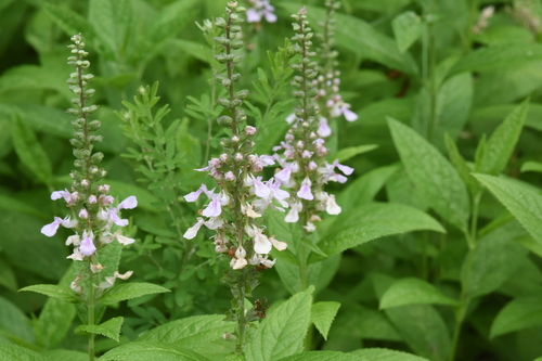 May Night Sage