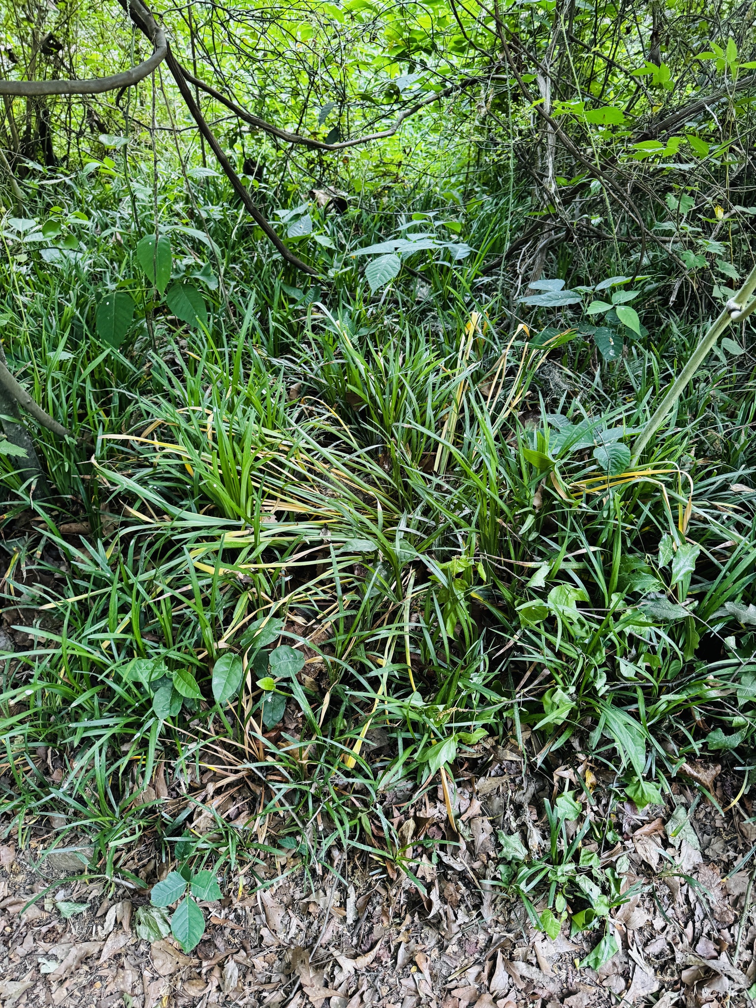 Creeping Lilyturf