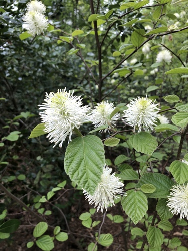 Dwarf Fothergilla
