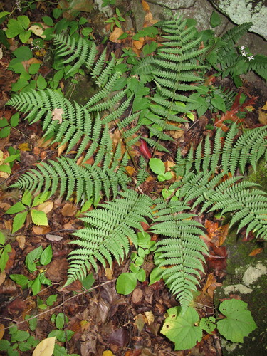 Wood Fern