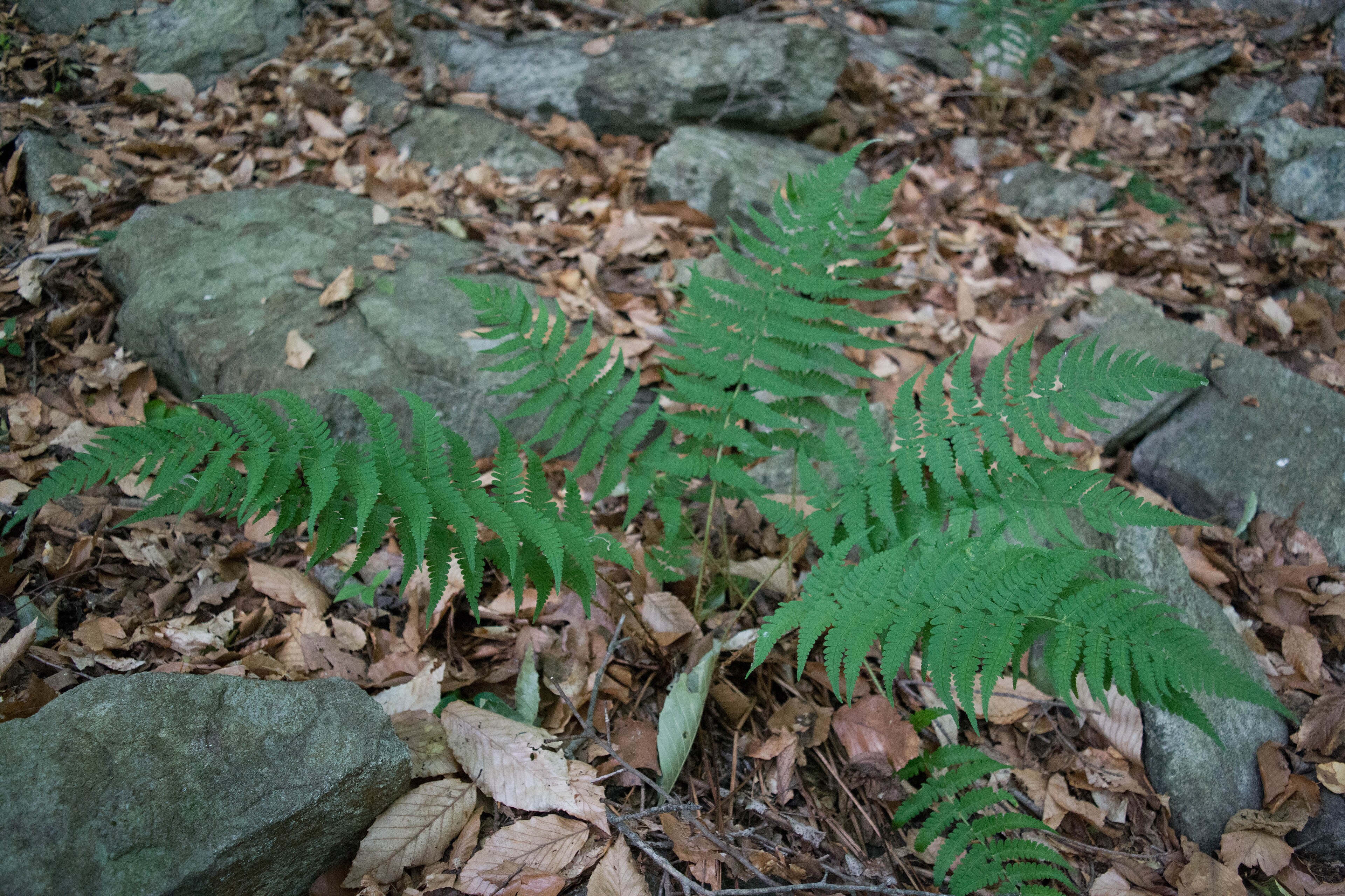 Wood Fern