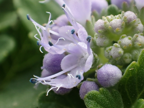 Bluebeard