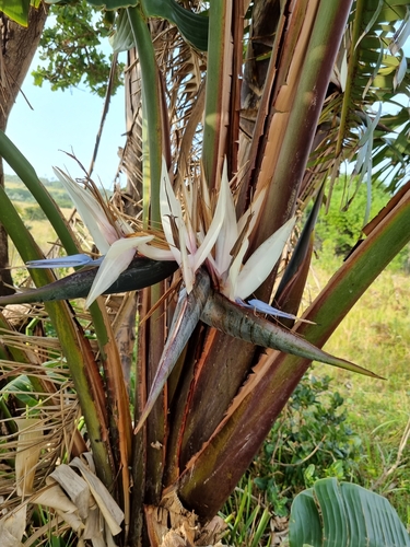 Giant White Bird of Paradise