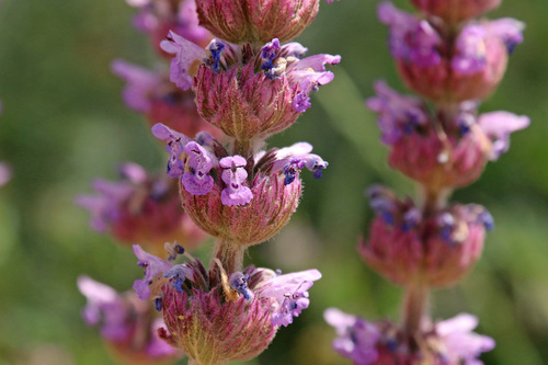 Catmint 'Cat's Pajamas'