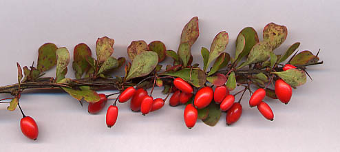 Crimson Pygmy Japanese Barberry