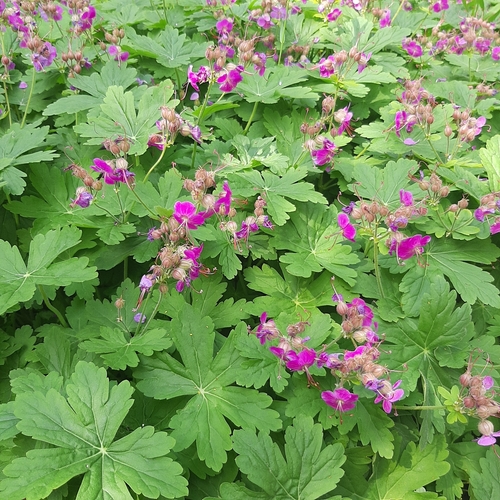 Bevans Variety Bigroot Geranium