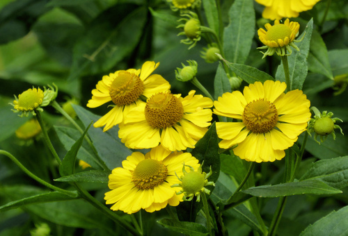 Mardi Gras Sneezeweed