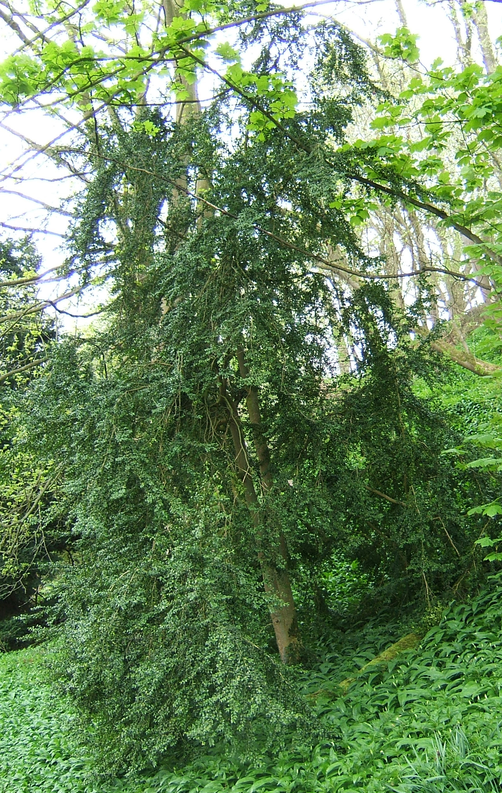 Green Velvet Boxwood