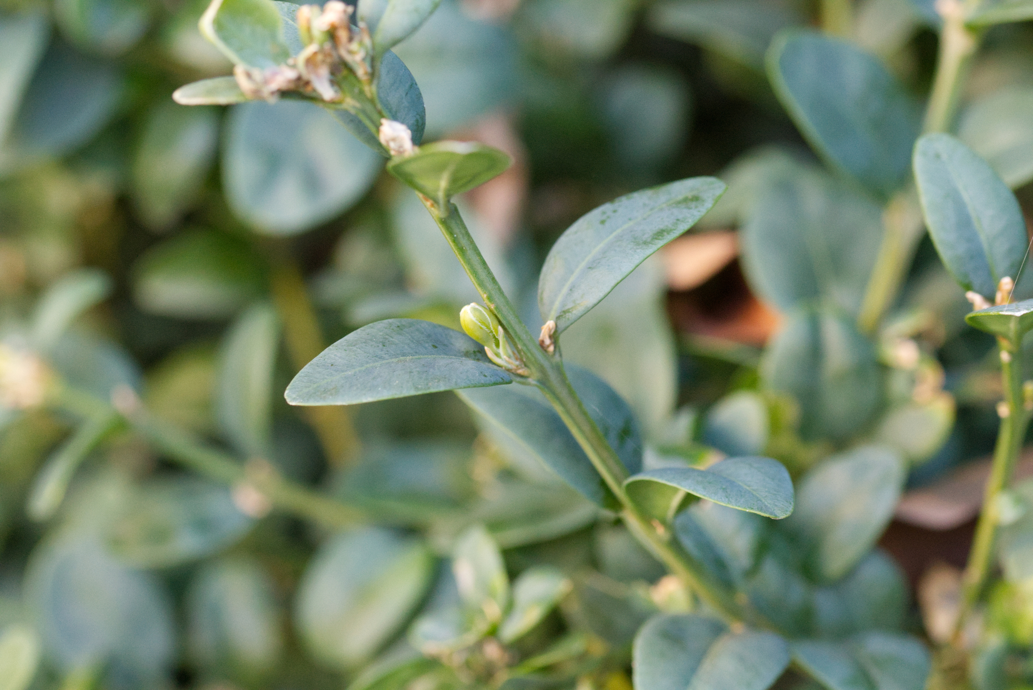 Green Velvet Boxwood