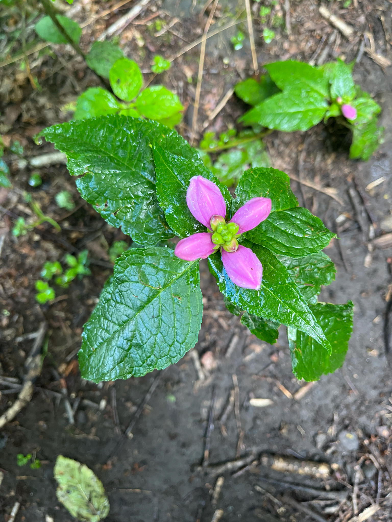 Turtlehead