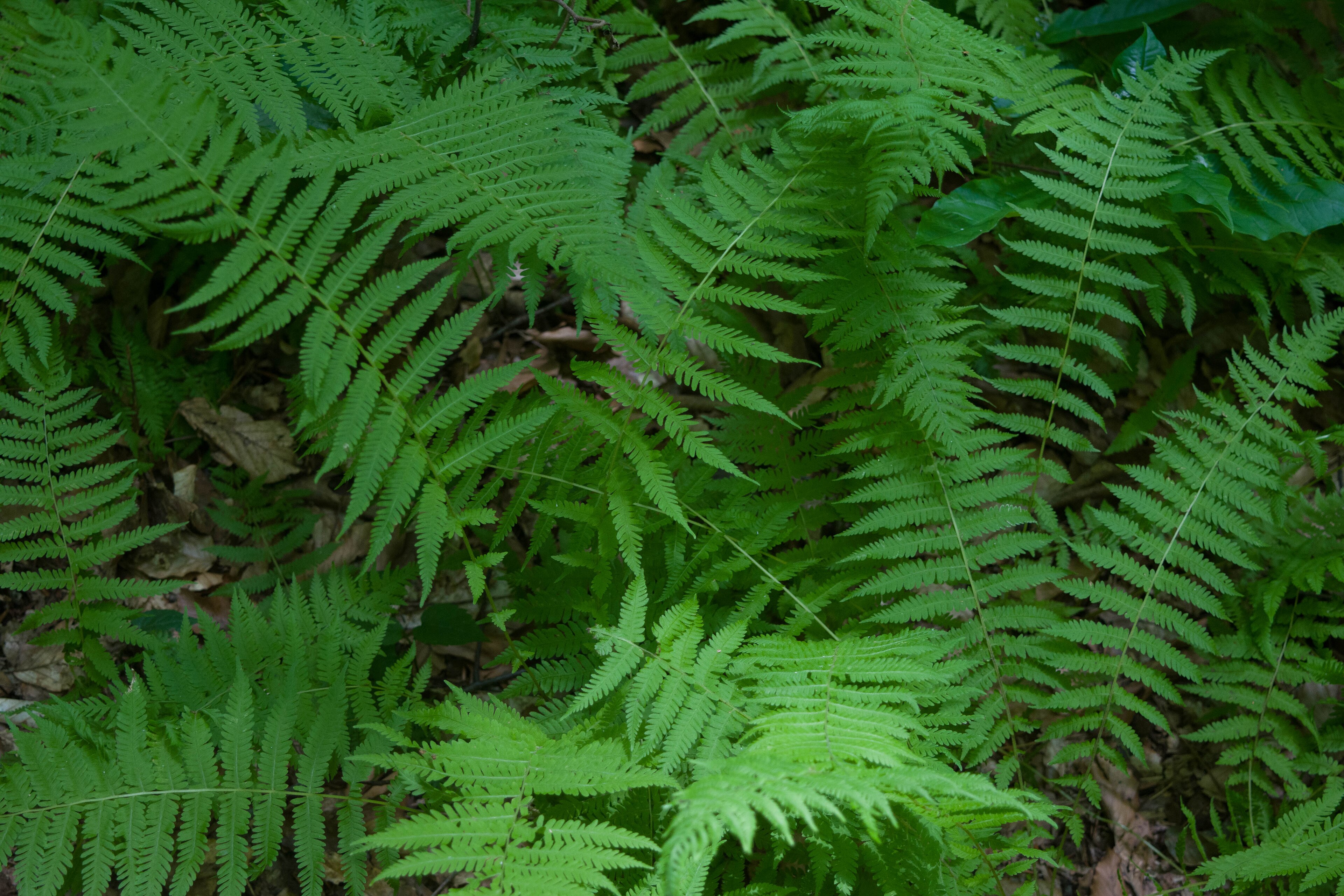 New York Fern
