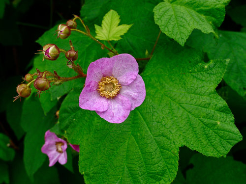 Purple Flowering Raspberry