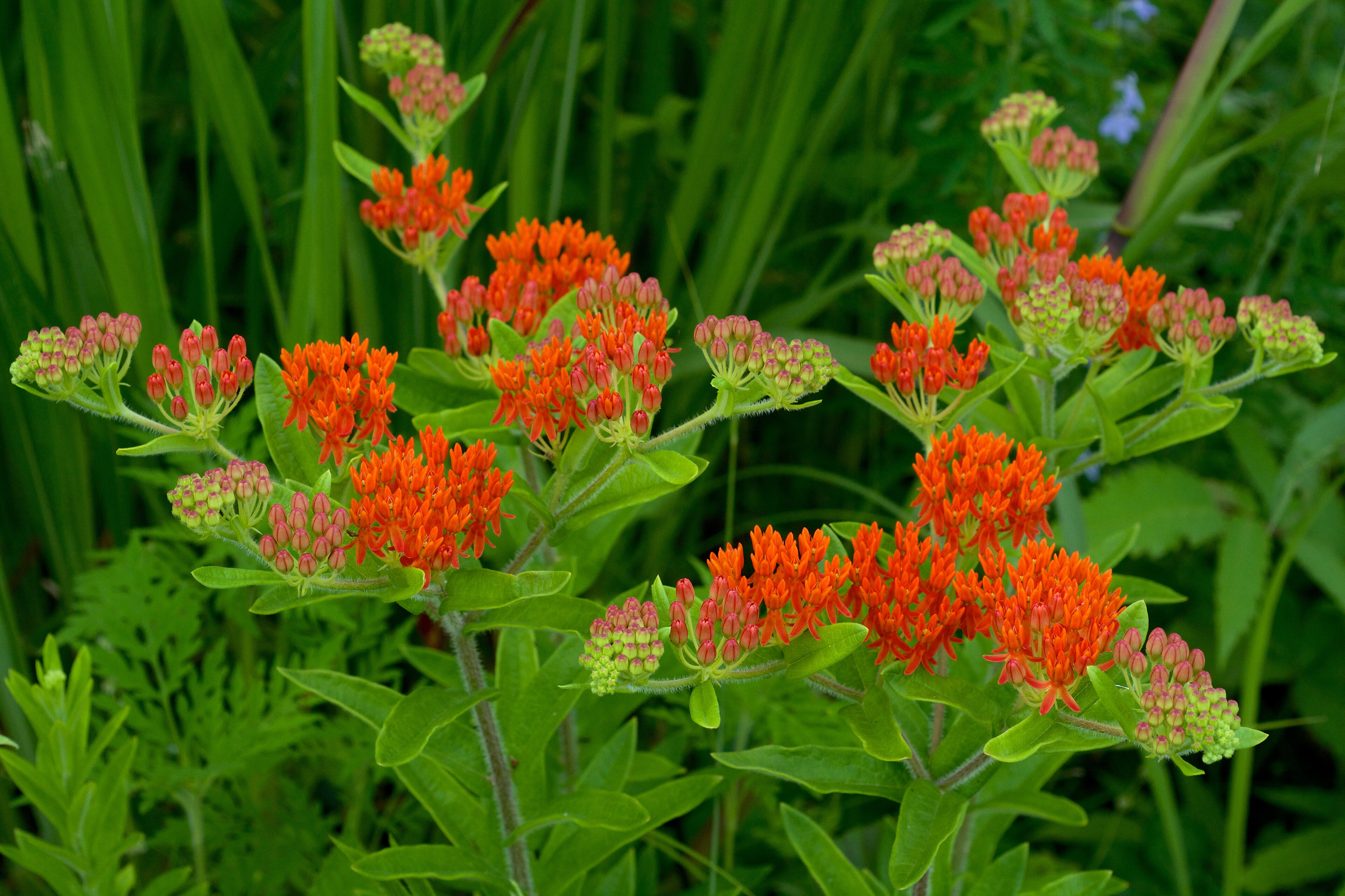 Hello Yellow Butterfly Milkweed