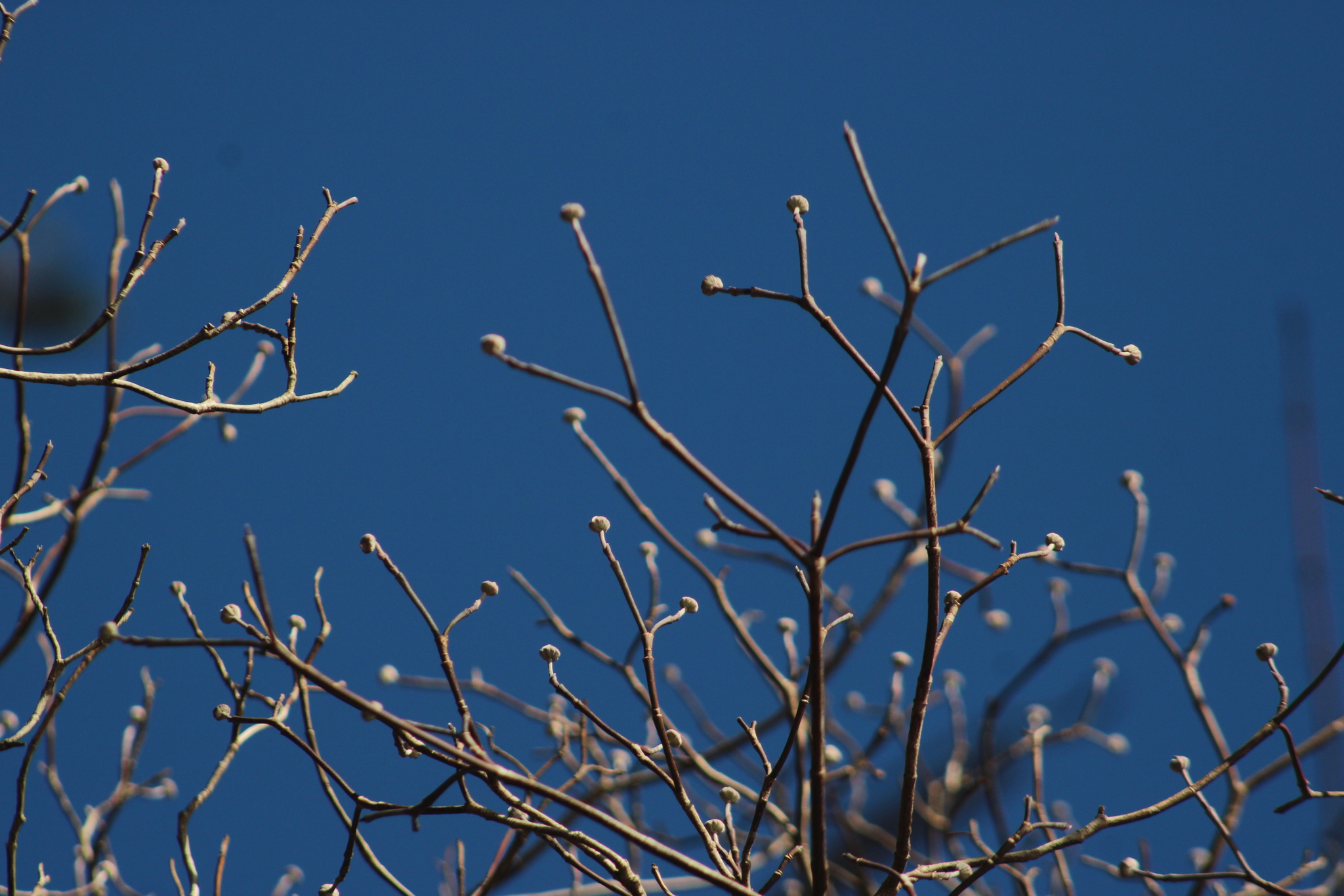 Cloud 9 Dogwood