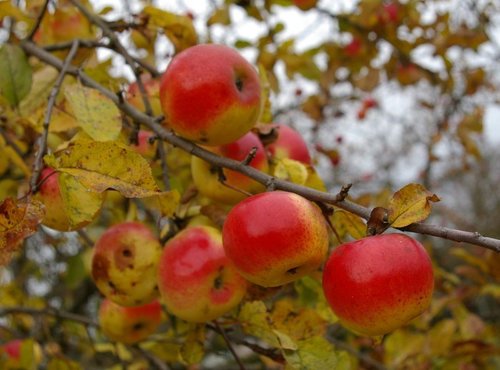 Sugar Tyme Crabapple
