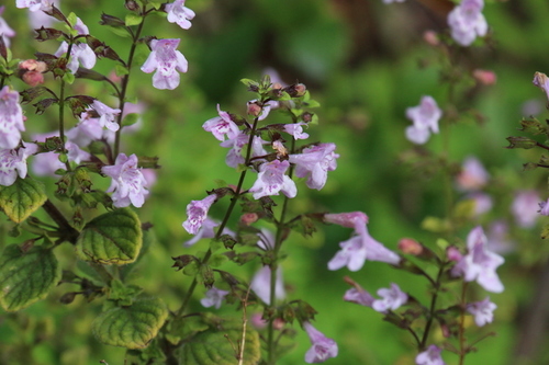 Calamint