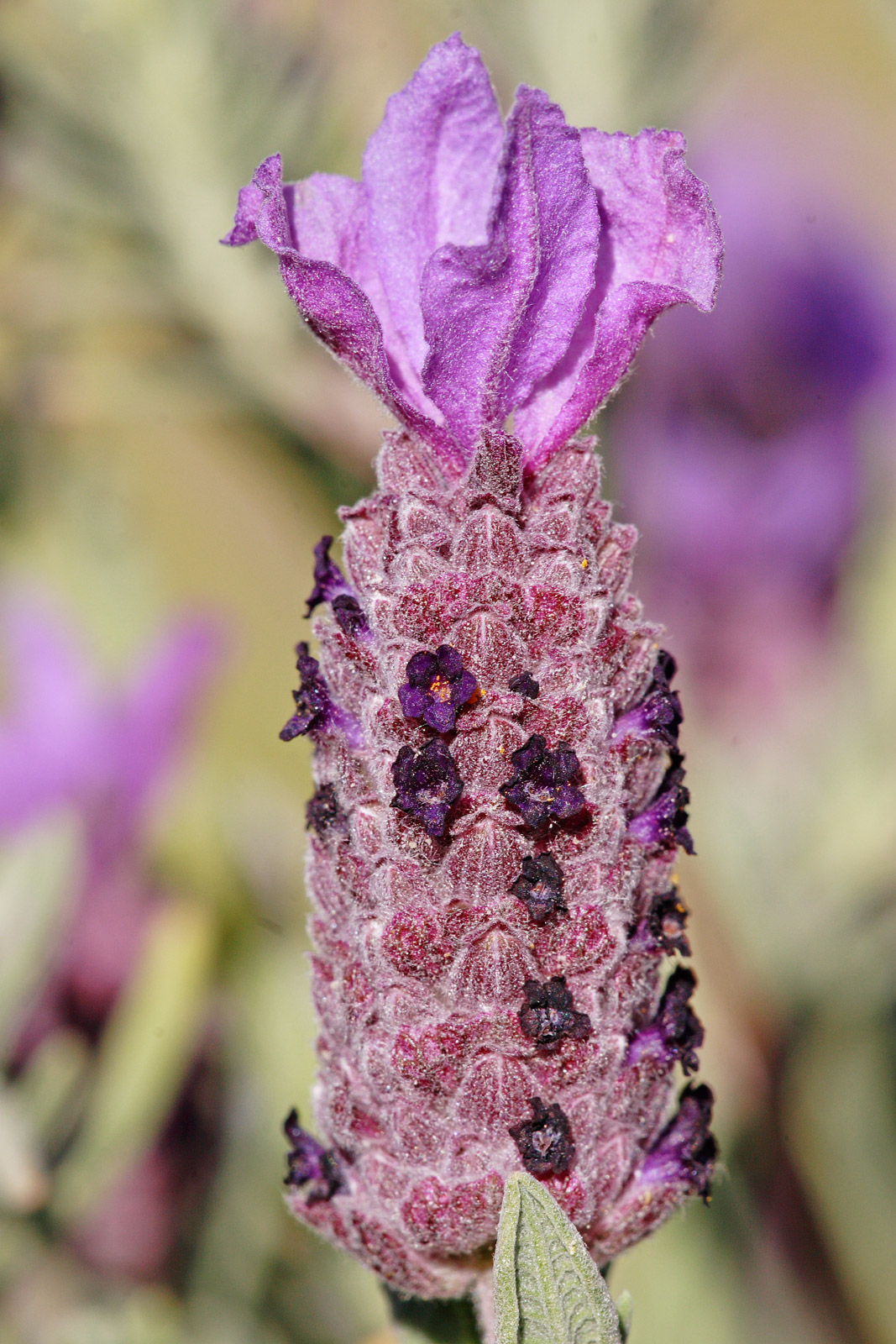 Portfolio Spanish Lavender True