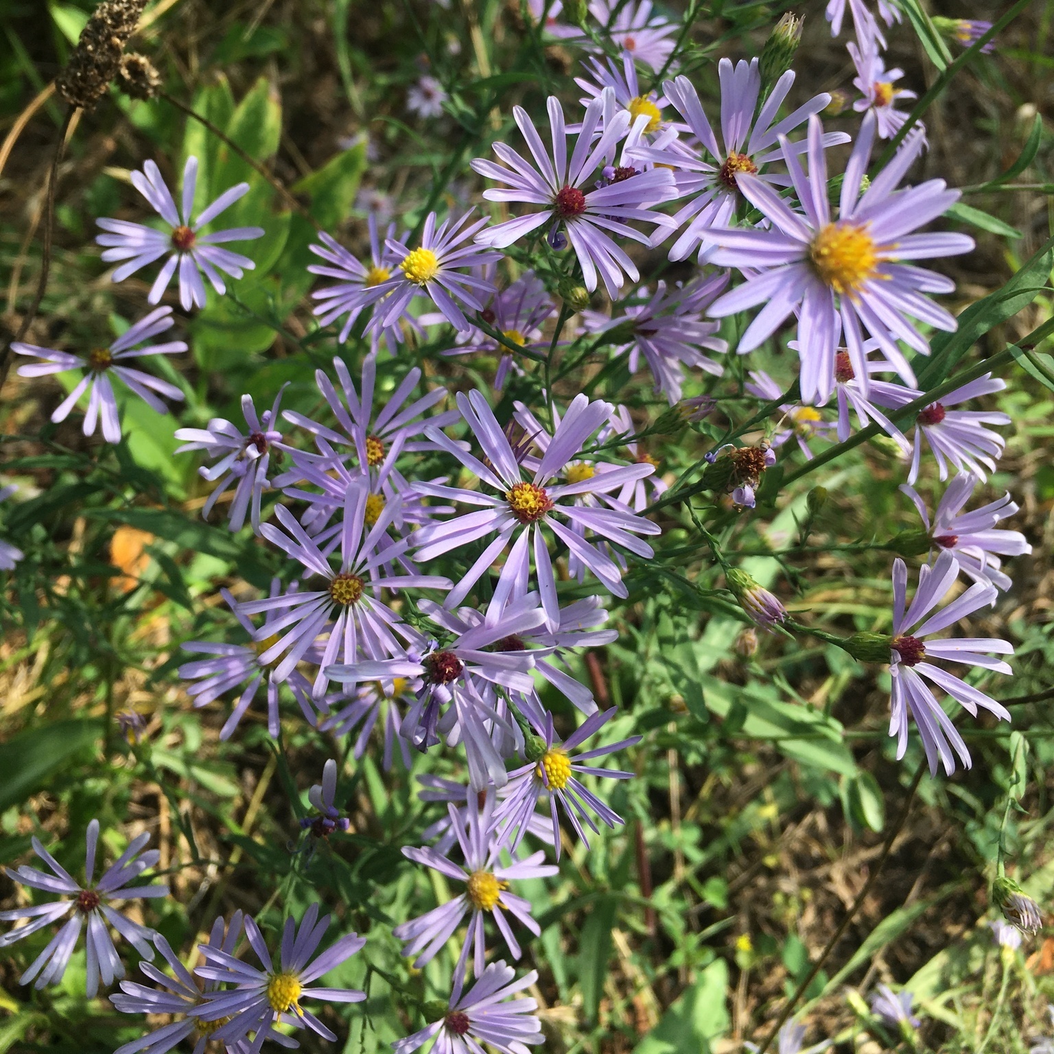 Bluebird Aster